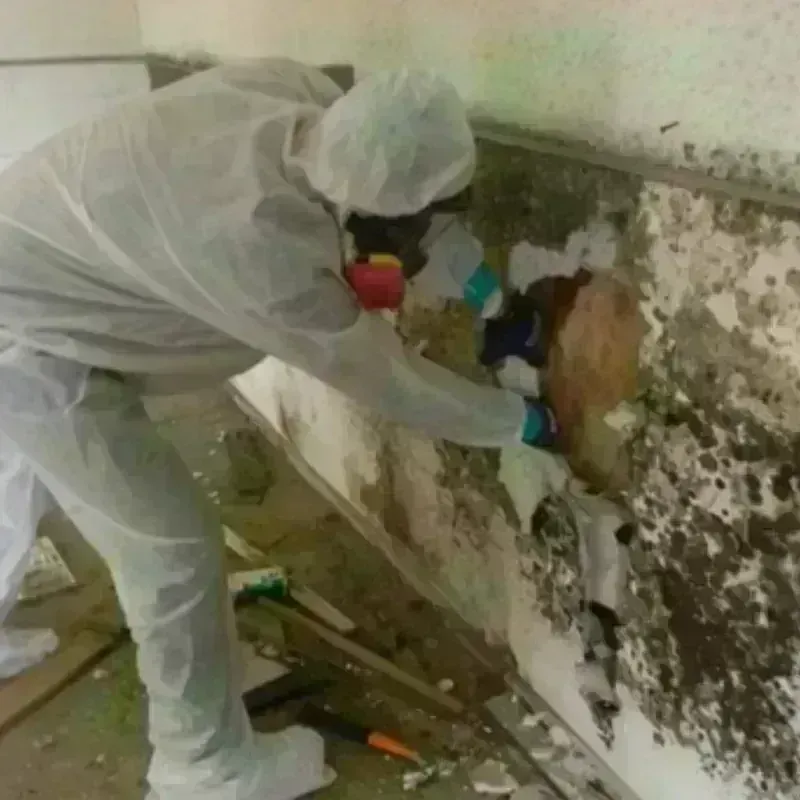 Mold Remediation and Removal in Monterey Park, CA